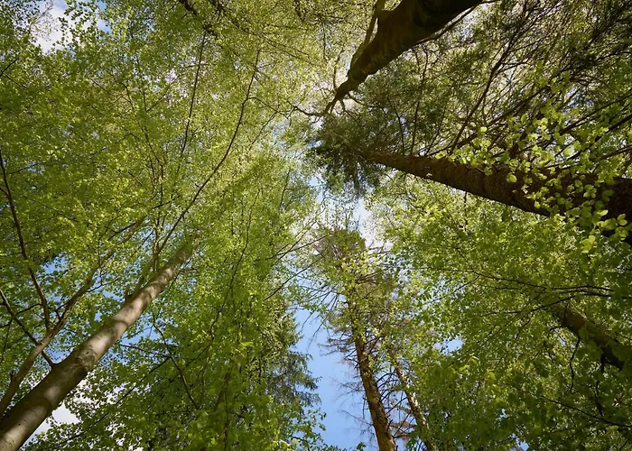 Arnika Im Bergwiese *